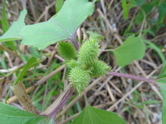 Xanthium orientale riparium