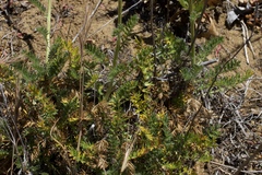 Acaena pinnatifida californica