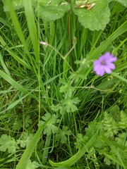 Geranium pyrenaicum