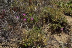 Acaena pinnatifida californica