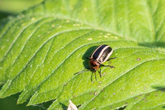 Calligrapha californica coreopsivora
