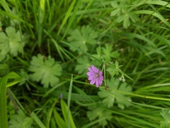 Geranium pyrenaicum