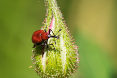 Merhynchites bicolor
