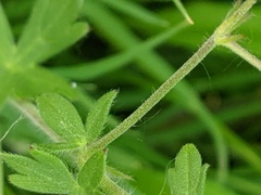 Geranium pyrenaicum