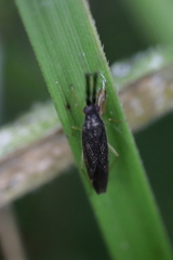 Heterotoma planicornis