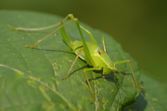 Leptophyes laticauda