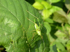 Leptophyes laticauda