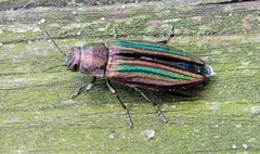 Buprestis striata