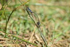 Cyanallagma interruptum