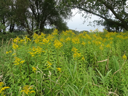 Solidago gigantea