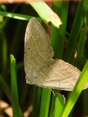 Scotopteryx