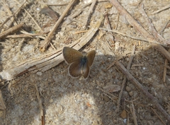 Zizeeria karsandra