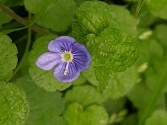 Veronica filiformis