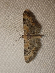 Eupithecia pulchellata