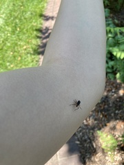 Plecia americana