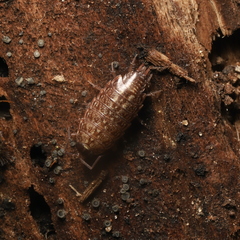 Philoscia muscorum