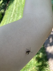 Plecia americana