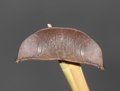 Cyphoedma transvolutata