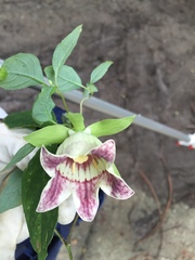 Codonopsis lanceolata