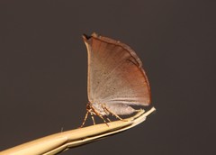 Cyphoedma transvolutata