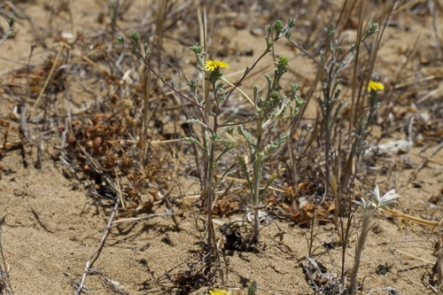 Image of Lessingia germanorum by (c) Arvel Hernandez, some rights reserved (CC BY-SA)
