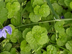 Veronica filiformis