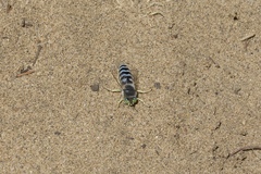 Bembix americana comata