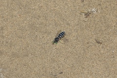 Bembix americana comata