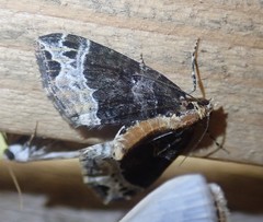 Ecliptopera capitata