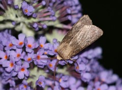 Agrotis clavis