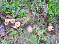 Singerocybe clitocyboides
