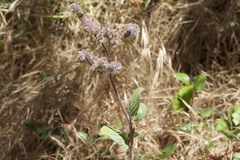 Phacelia californica