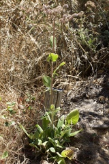 Phacelia californica