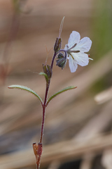 Phacelia pringlei