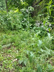 Potentilla recta pilosa