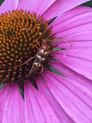 Strangalia sexnotata