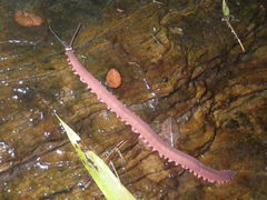 Macroperipatus torquatus