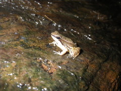 Mannophryne trinitatis