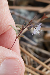 Phacelia pringlei