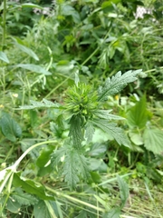 Potentilla recta pilosa