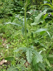 Potentilla recta pilosa