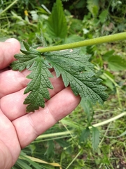 Potentilla recta pilosa
