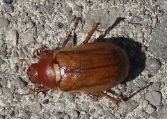 Amphimallon majale