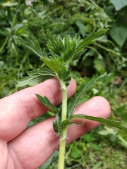 Potentilla recta pilosa