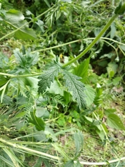 Potentilla recta pilosa