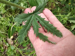 Potentilla recta pilosa