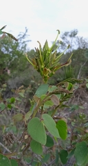 Bauhinia deserti