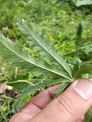 Potentilla recta pilosa