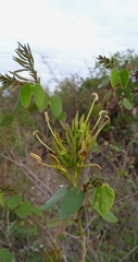 Bauhinia deserti