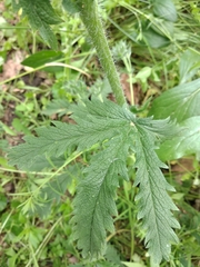 Potentilla recta pilosa